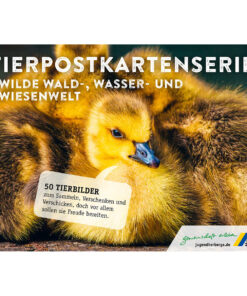 Tierpostkartenserie "Wilde Wald-, Wasser- und Wiesenwelt"